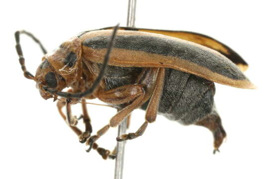 Image of Goldenrod Leaf Beetle