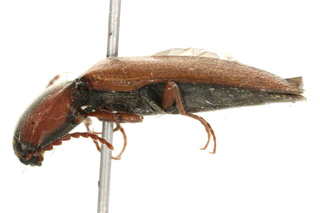 Image of <i>Agriotes fucosus</i>