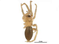 Image of Haplodrassus hiemalis (Emerton 1909)