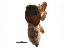 Image of Dendryphantes nigromaculatus (Keyserling 1885)