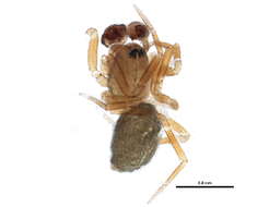 Image of Tachygyna pallida Chamberlin & Ivie 1939