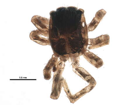 Image of Sitticus cutleri