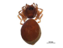 Image of Ceraticelus minutus (Emerton 1882)