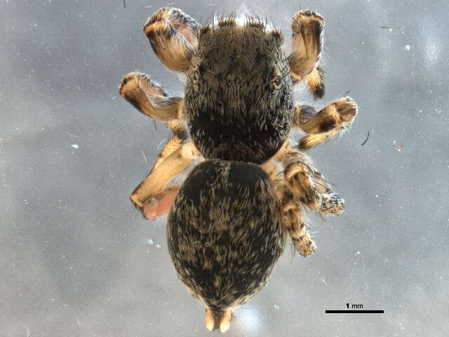 Image of Habronattus