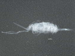 Image of Skistodiaptomus Light 1939