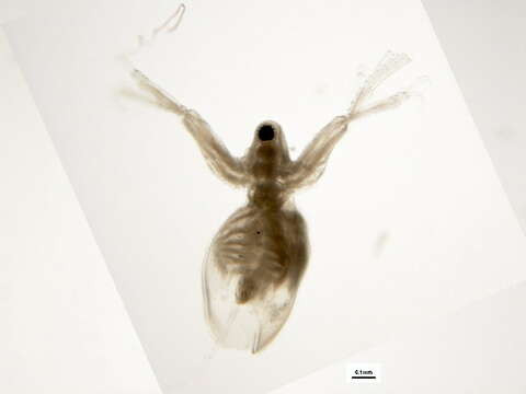 Image of Diaphanosoma