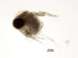 Image of Polyphemidae