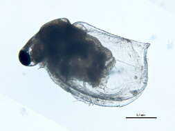 Image of Ceriodaphnia