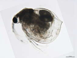 Image of Ceriodaphnia