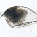 Image of Pleuroxus denticulatus