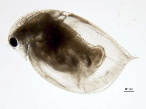 Image of Daphnia (Daphnia) minnehaha Herrick 1884