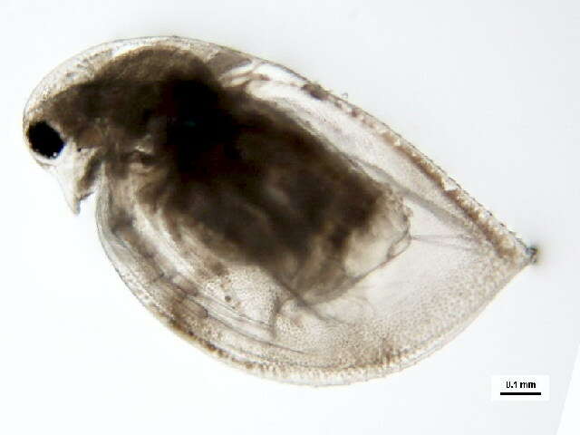 Image of Daphnia