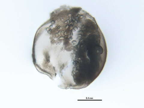 Image of Chydorus sphaericus