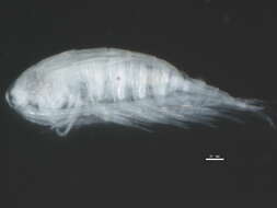 Image of Diaptomidae