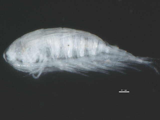 Image of Diaptomidae