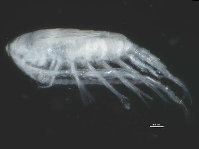 Image of Diaptomidae