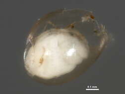 Image of bladder snails