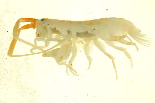 Image of California beach flea