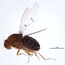 Image of Drosophila subquinaria
