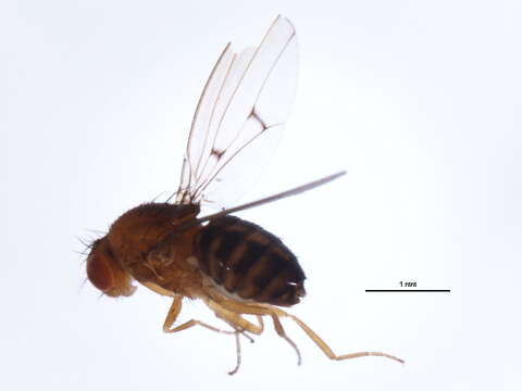 Image of Drosophila subquinaria