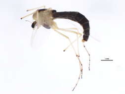 Image of Chironomus dilutus Shobanov, Kiknadze & Butler 1999