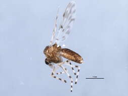 Image of Ablabesmyia aspera (Roback 1959)