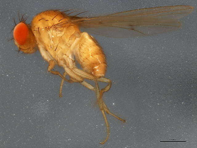 Drosophila munda Spencer 1942 resmi