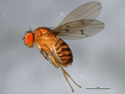 Drosophila munda Spencer 1942 resmi