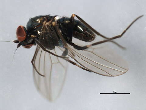 Image of Biota