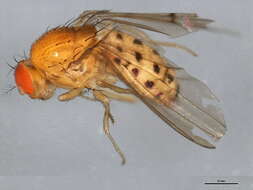 Image of Drosophila transversa Fallen 1823