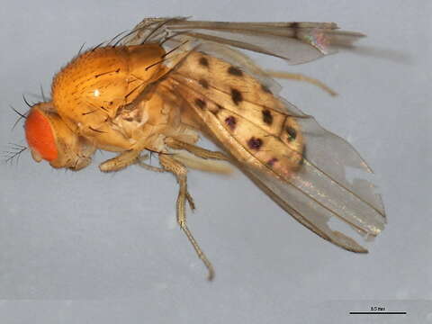 Image of Drosophila transversa Fallen 1823