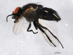 Image of Hydrotaea scambus (Zetterstedt 1838)