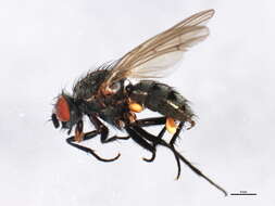 Image of Anthomyia plurinotata Brulle 1833