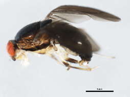 Image of Brachycera