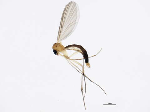 صورة Coelosia gracilis Johannsen 1912