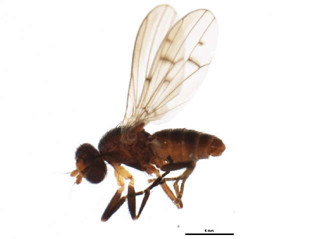Image of Pherbellia tenuipes (Loew 1872)