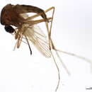 صورة Aedes euedes Walker 1913