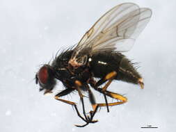 Image of Helina cinerella (Wulp 1867)