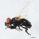 صورة Phasia robertsonii (Townsend 1891)