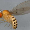 Imagem de Drosophila recens Wheeler 1960