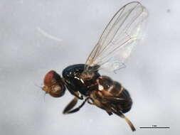 Image of <i>Liopiophila varipes</i>