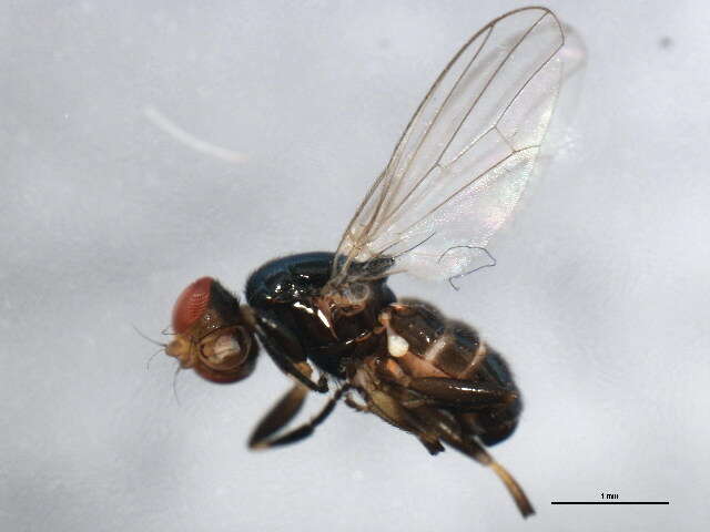 Sivun <i>Liopiophila varipes</i> kuva