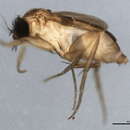Image of Megaselia longicostalis (Wood 1912)