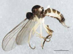 Image of <i>Leptopeza flavipes</i>