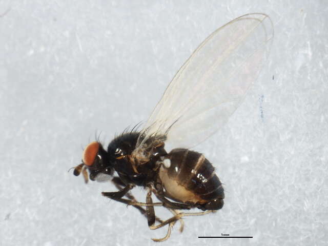 Image of Sapromyza