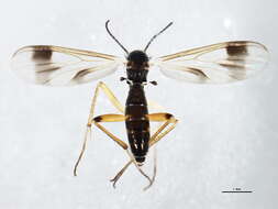 Image of Greenomyia