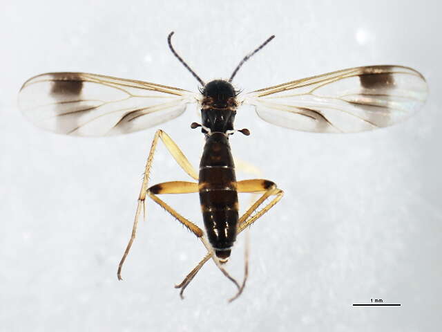 Image of Greenomyia