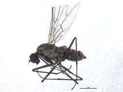 Image of Clinocera olivacea Melander 1927