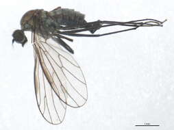 Image of Clinocera olivacea Melander 1927