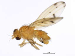 Image of Homoneura